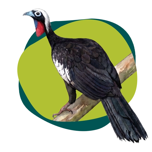Jacutinga